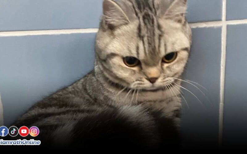 cat