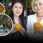 เปิดฤดูกาลใหม่ “นวธัญ เวิลด์ ฟรุ๊ต” ชวนชิม “พลับ”สายพันธุ์ ฟูยุ จากนิวซีแลนด์